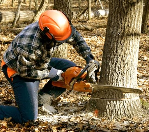 Tree Removal in Prather, CA